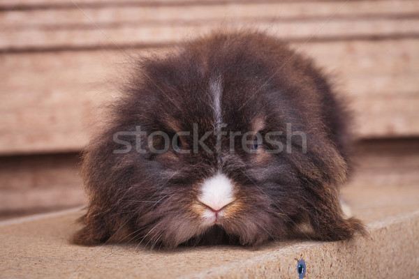 毛茸茸 獅子 頭 兔 兔子 看 商業照片 © feedough
