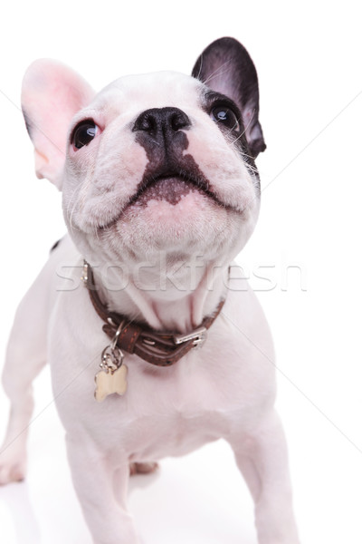 Foto stock: Bonitinho · francês · buldogue · cachorro · cão · em · pé