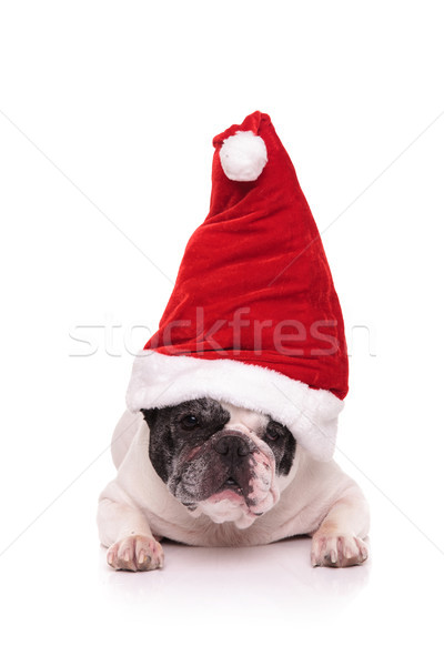 french bulldog santa Stock photo © feedough