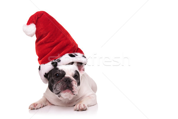 french puppy wears big santa claus hat  Stock photo © feedough