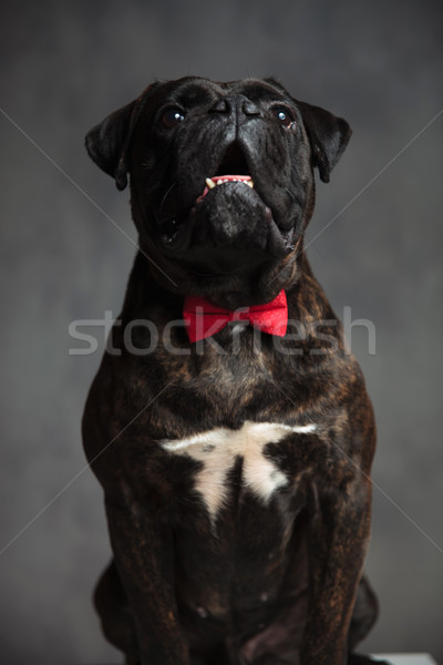 seated elegant boxer dog looks up Stock photo © feedough