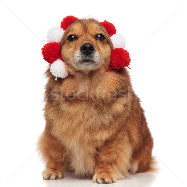 funny brown metis dog enjoys its warm headband Stock photo © feedough