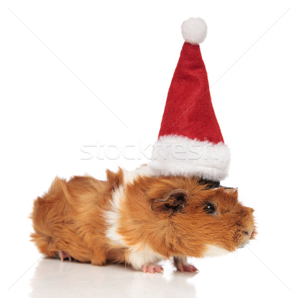 furry brown guinea pig wearing santa cap looks to side Stock photo © feedough