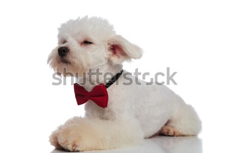 curious lying bichon with red bowtie looks to side Stock photo © feedough