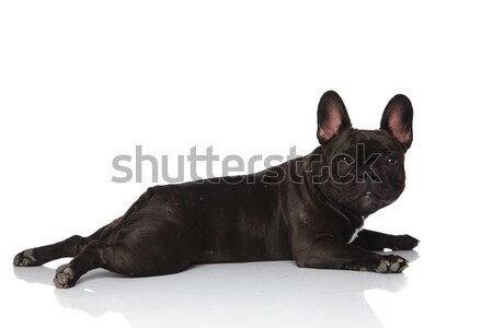 Stock fotó: Oldalnézet · aranyos · francia · bulldog · fej · felfelé