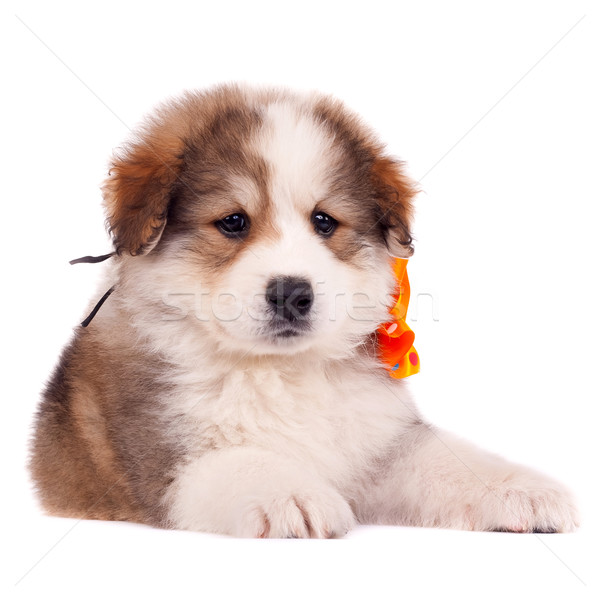 small furry puppy Stock photo © feedough