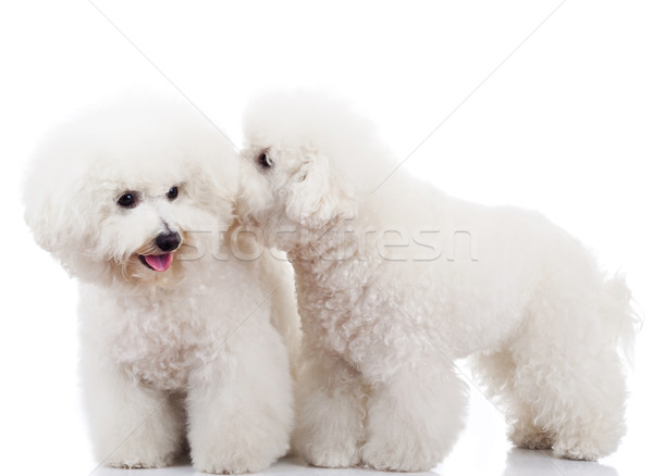 Stock photo: bichon frise puppy dogs playing