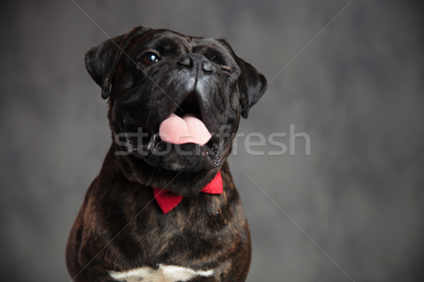 cute panting boxer dog is winking its eye Stock photo © feedough