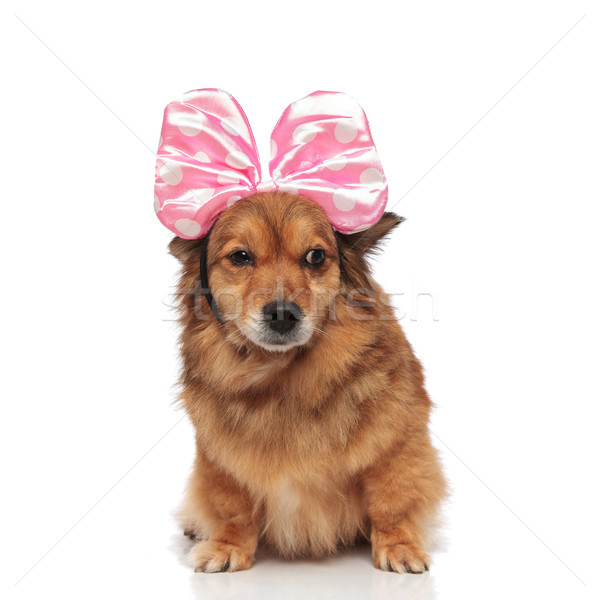 funny metis dog wearing pink ribbon headband looks to side Stock photo © feedough