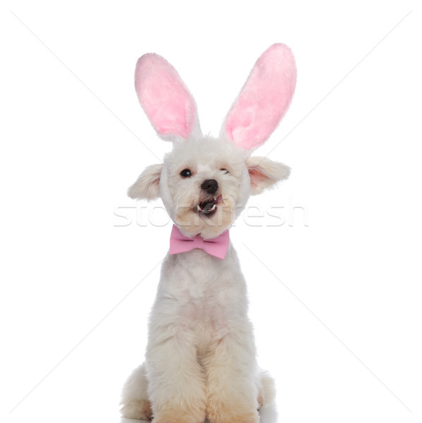 elegant bichon sitting is shocked that easter was canceled Stock photo © feedough