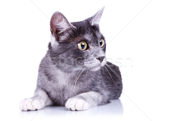 灰色の猫 白 見える 肖像 動物 猫 ストックフォト © feedough
