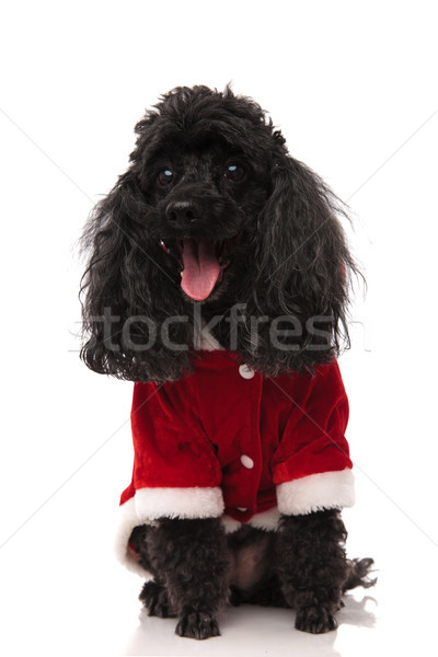happy black poodle with mouth open wearing santa costume Stock photo © feedough