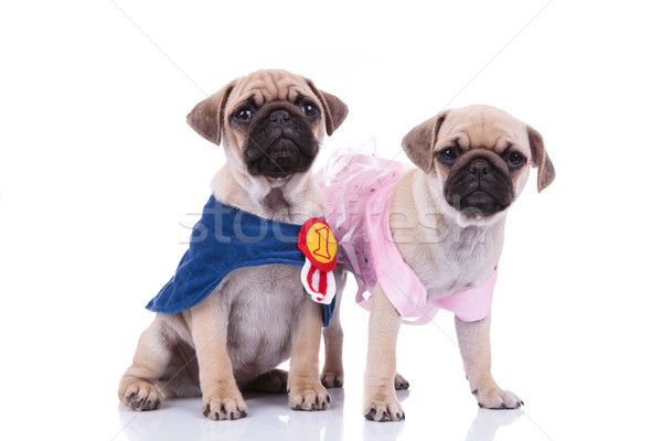 pug couple in halloween costumes ready to go out Stock photo © feedough