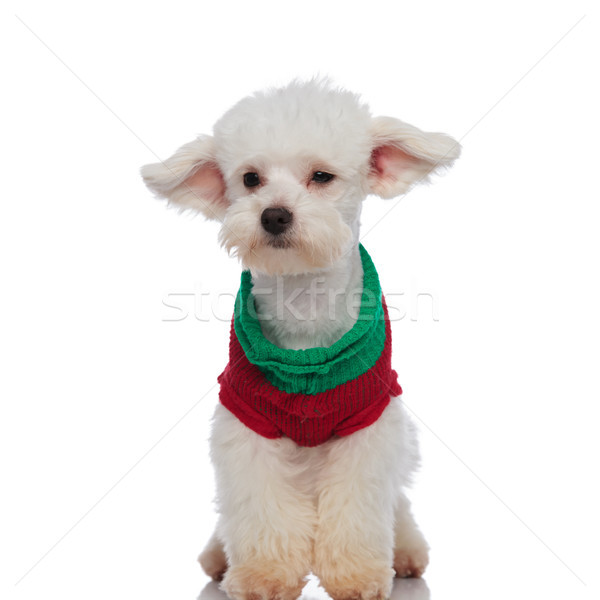 curious bichon wearing a chirstmas sweater looks to side Stock photo © feedough