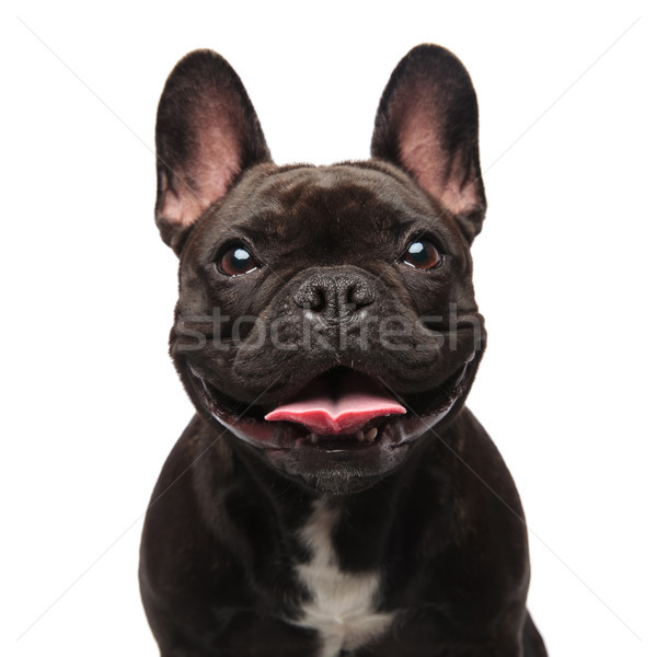Kopf glücklich schwarz Französisch Bulldogge Hecheln Stock foto © feedough