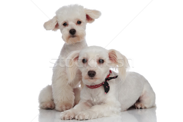 Adorable blanche couple détente une couché [[stock_photo]] © feedough