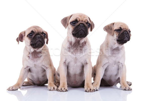 three adorable sad pugs looking to side while sitting Stock photo © feedough