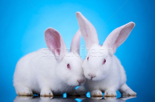 Pascua dos cute blanco bebé conejos Foto stock © feedough