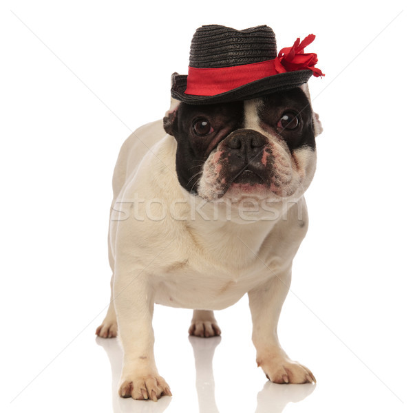 classic french bulldog posing with a black hat Stock photo © feedough