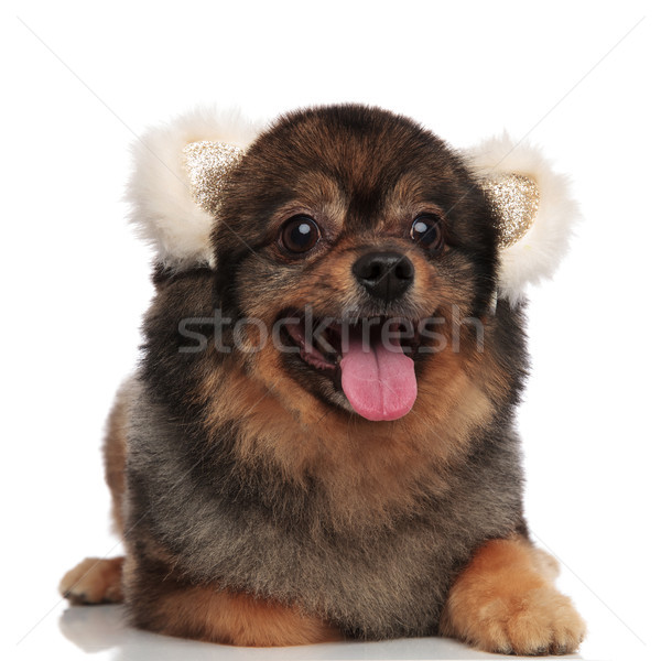 happy pom dog with white bear ears lying and panting Stock photo © feedough