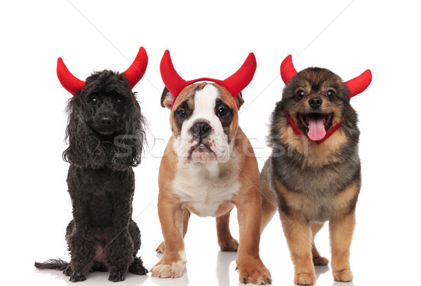 poodle, english bulldog and pomeranian dressed as devils for hal Stock photo © feedough