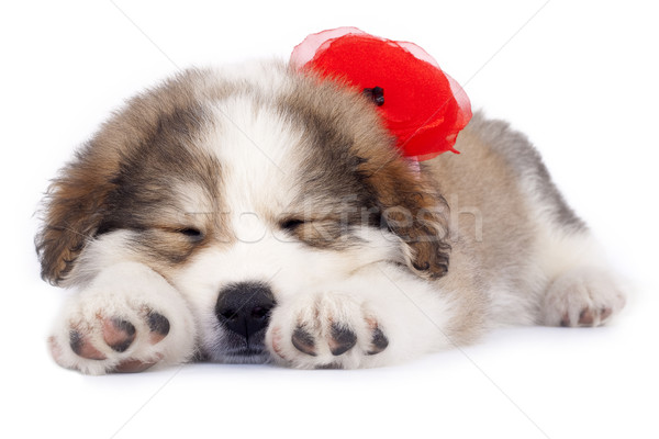 Stock photo: sleepy puppy