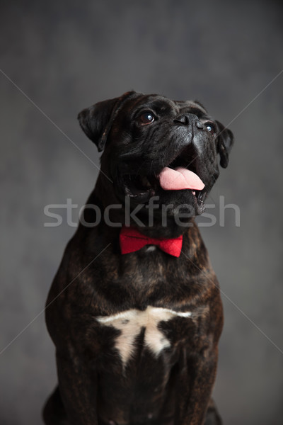 かわいい 紳士 ボクサー 犬 座って ストックフォト © feedough