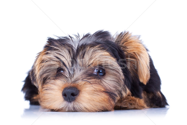 Zoete puppy yorkshire leggen witte Stockfoto © feedough