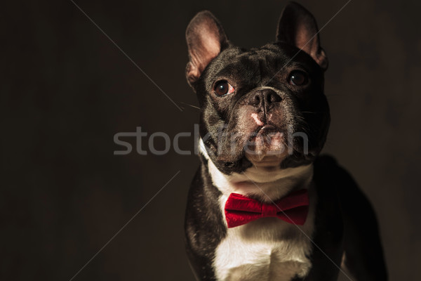 elegant french bulldog puppy  wearing red bow tie posing Stock photo © feedough