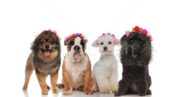 adorable puppy spring team with flowers headbands Stock photo © feedough