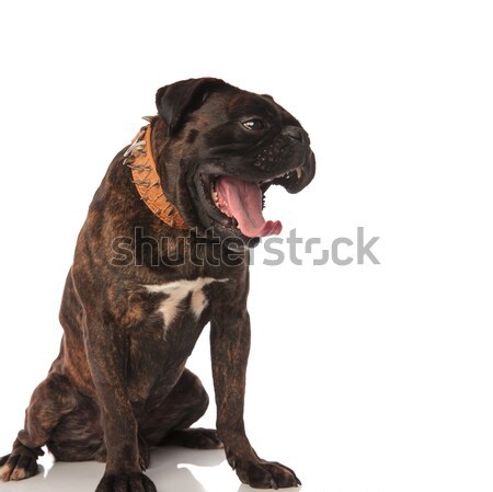 tired boxer with brown leather spiked collar yawns Stock photo © feedough