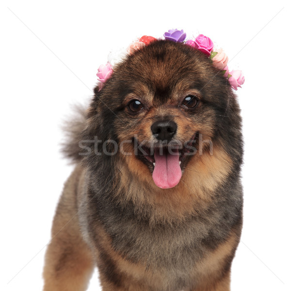 close up of adorable pomeranian with colorful  flowers headband  Stock photo © feedough