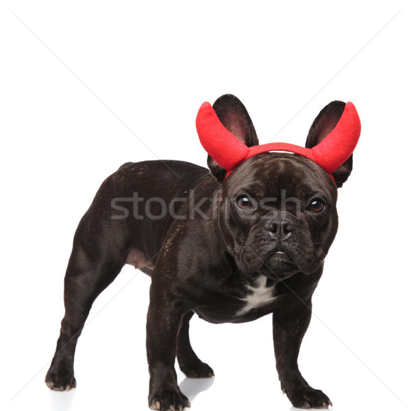 lovely black devil french bulldog with red horns standing Stock photo © feedough