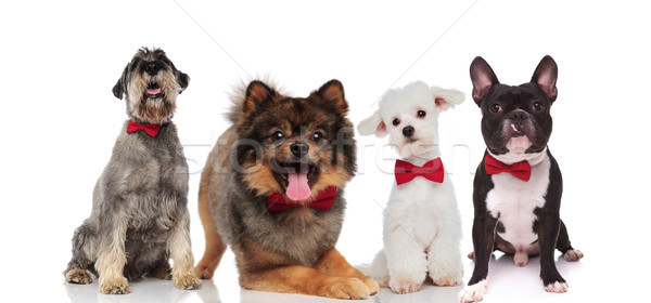 four adorable stylish dogs wearing red bowties on white backgrou Stock photo © feedough