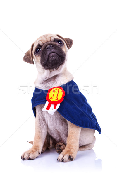 cute little pug puppy dog champion sitting Stock photo © feedough