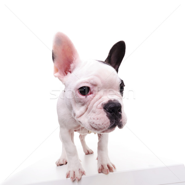 portrait of a standing frenchie standing Stock photo © feedough