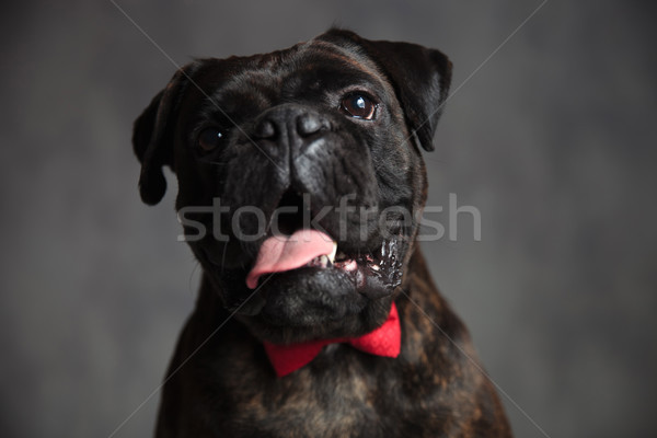 Kopf eleganten Hecheln Boxer tragen glücklich Stock foto © feedough
