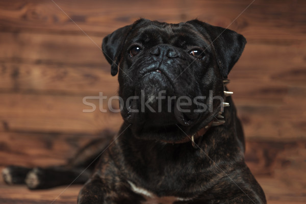 cute black boxer with brown leather spiked collar lying Stock photo © feedough