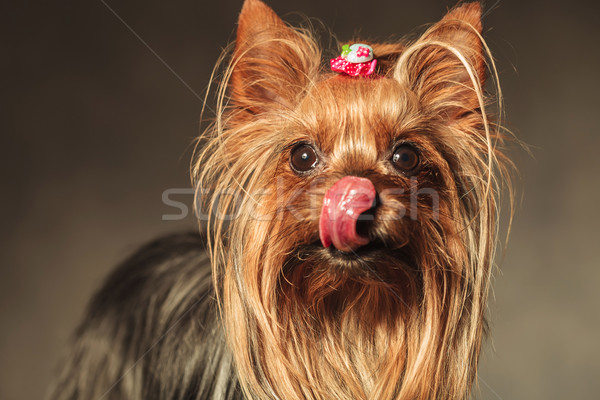 yorkshire terrier puppy dog licking her nose and crawing  treats Stock photo © feedough