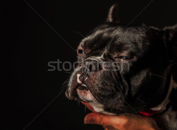 Frans bulldog puppy hond leggen Stockfoto © feedough