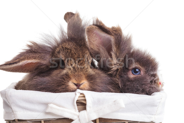 lion head rabbit bunnys sitting inside a wood basket. Stock photo © feedough