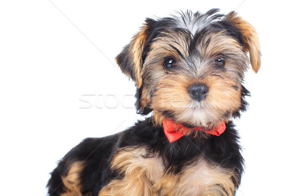 curious little yorkie wearing bowtie is standing  Stock photo © feedough