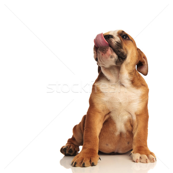 seated little english bulldog is locking its nose Stock photo © feedough