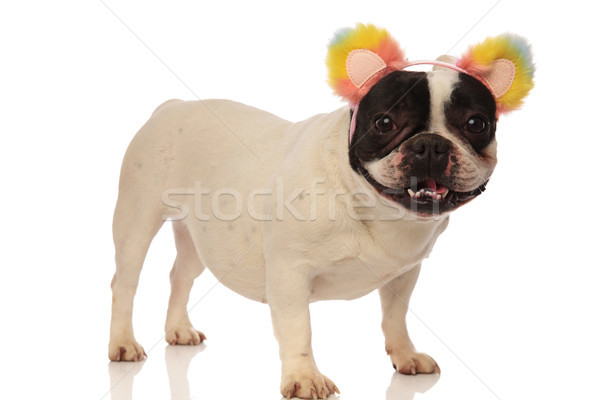 french bulldog is excited for his new headband Stock photo © feedough