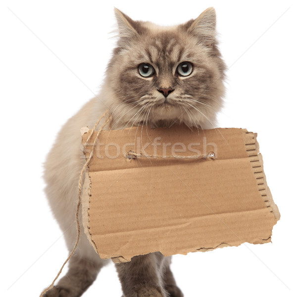 Foto stock: Faminto · cinza · gato · adorável · olhos