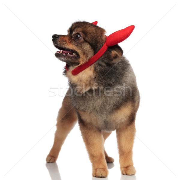 adorable pom with red horns headband looks up to side Stock photo © feedough
