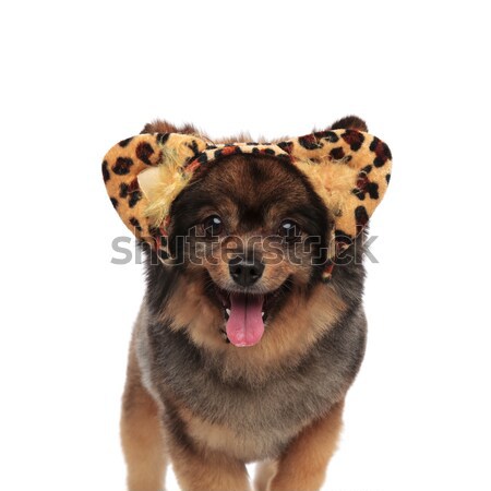 cute pom with leopard print headband standing and panting Stock photo © feedough