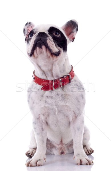 Stockfoto: Frans · bulldog · vergadering · tabel · hond