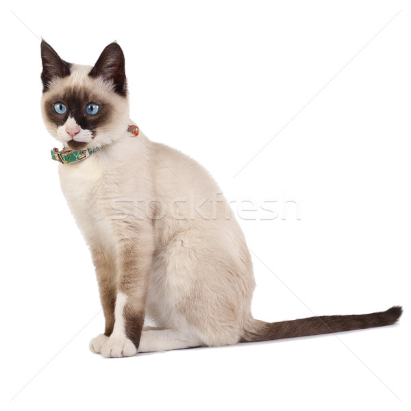 Gato siamês meses branco olho preto animal Foto stock © feedough