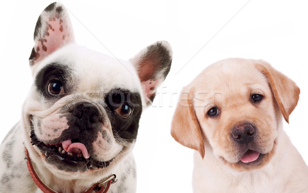 labrador retriever  and french bull dog puppy dogs Stock photo © feedough